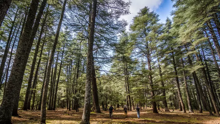 People walking in a forest of cedar trees in Morocco. 