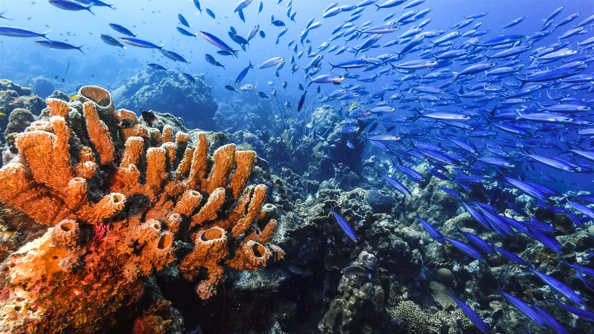 An underwater scene of a school of fish swimming around a coral reef in a tropical sea.
