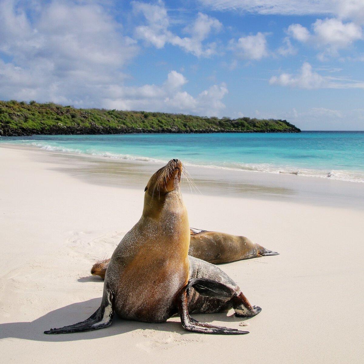Sea lion in the Galápagos 