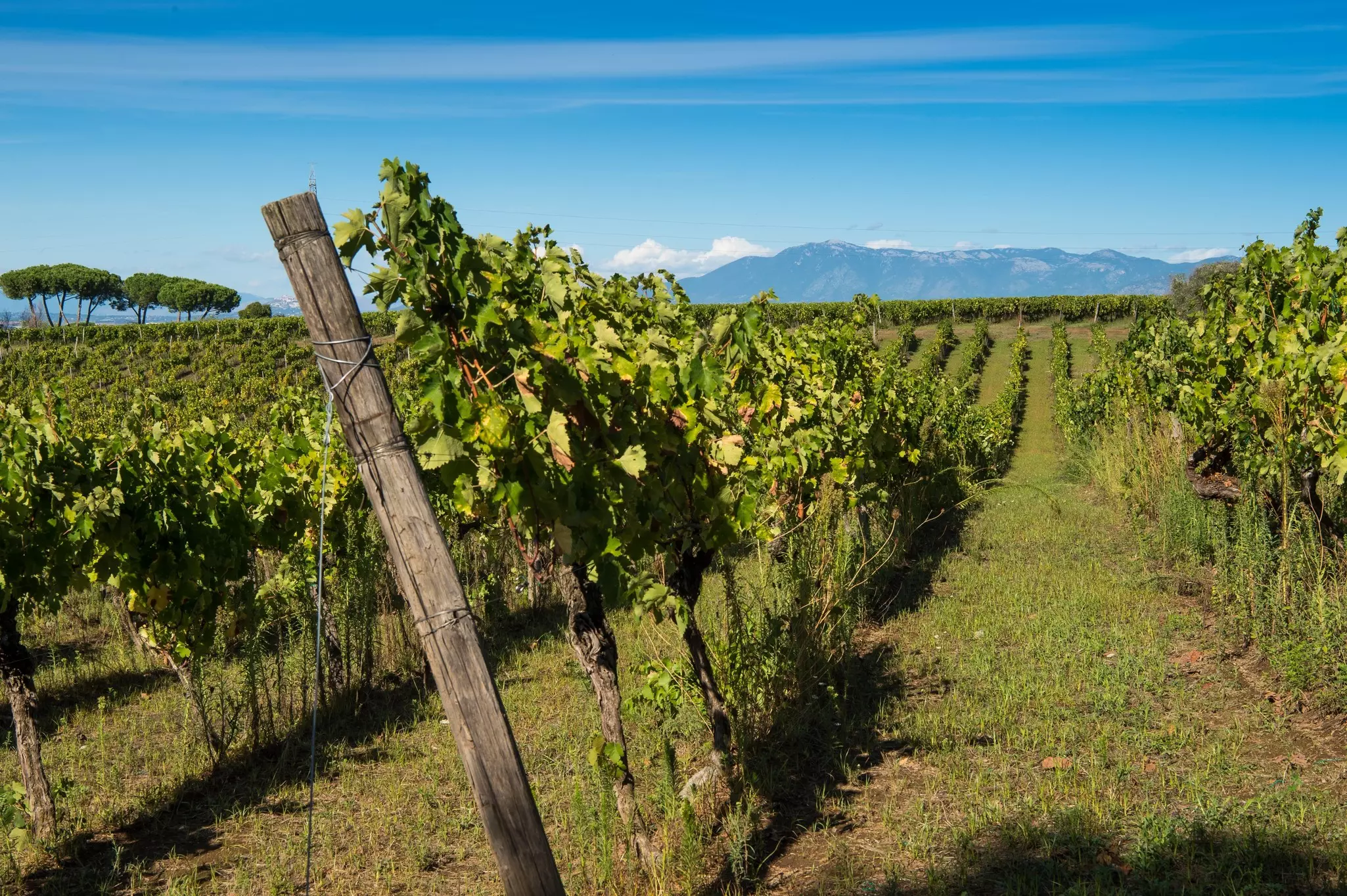 Vineyards of the Roman castle, Castelli Romani, in the hills of Rome.