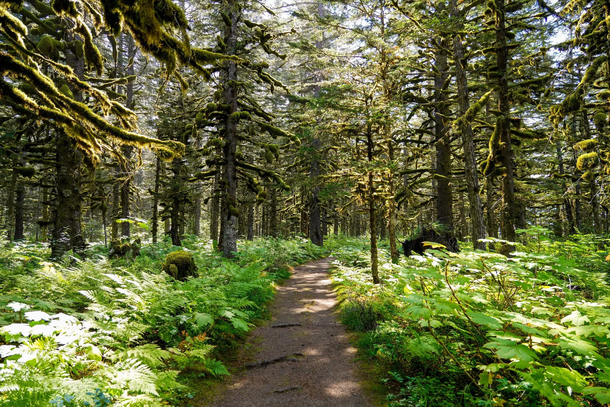 A path through dense forest. 