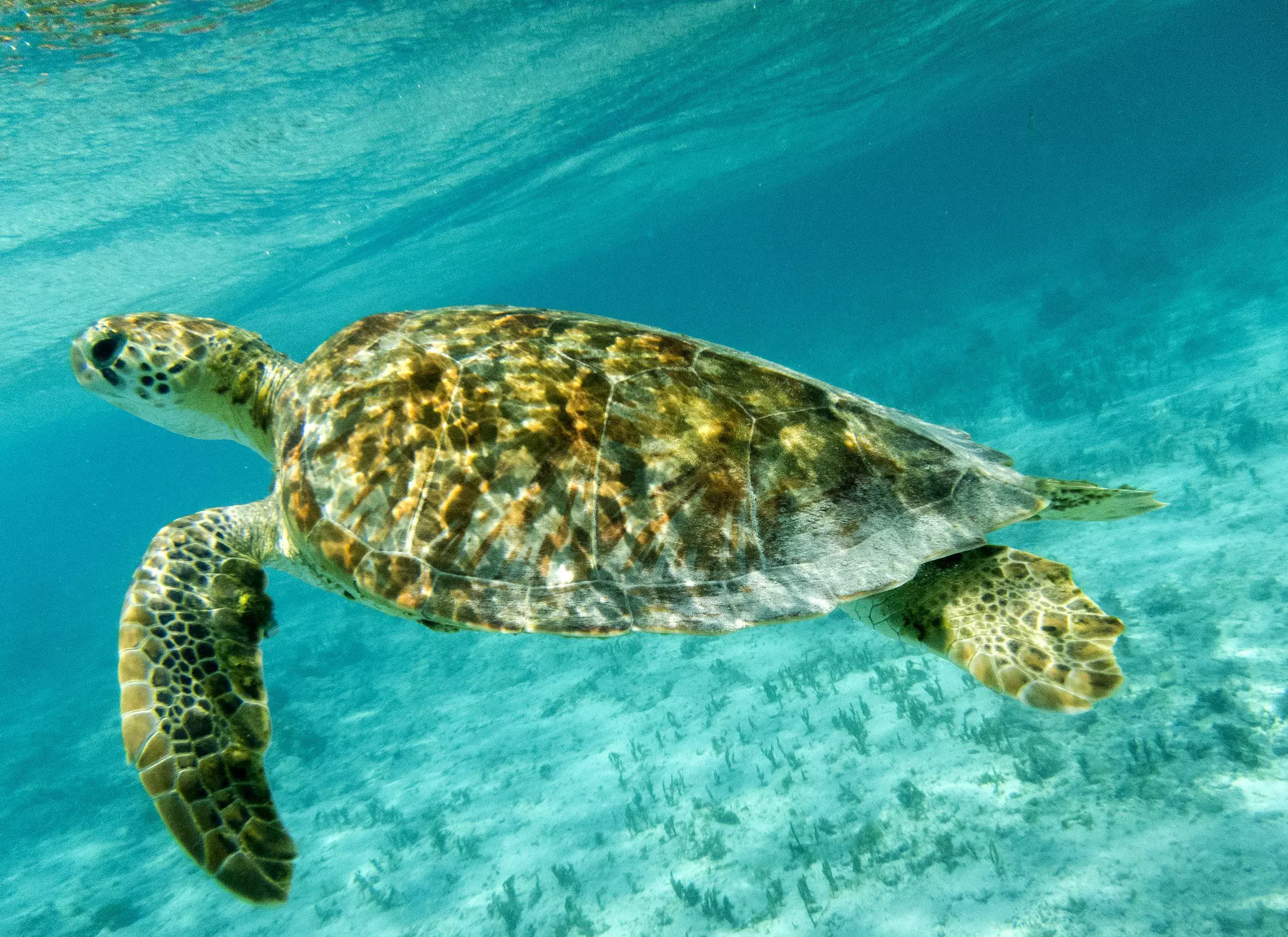 Closeup, Green Sea Turtle Swimming in Sunlit Caribbean Seas.