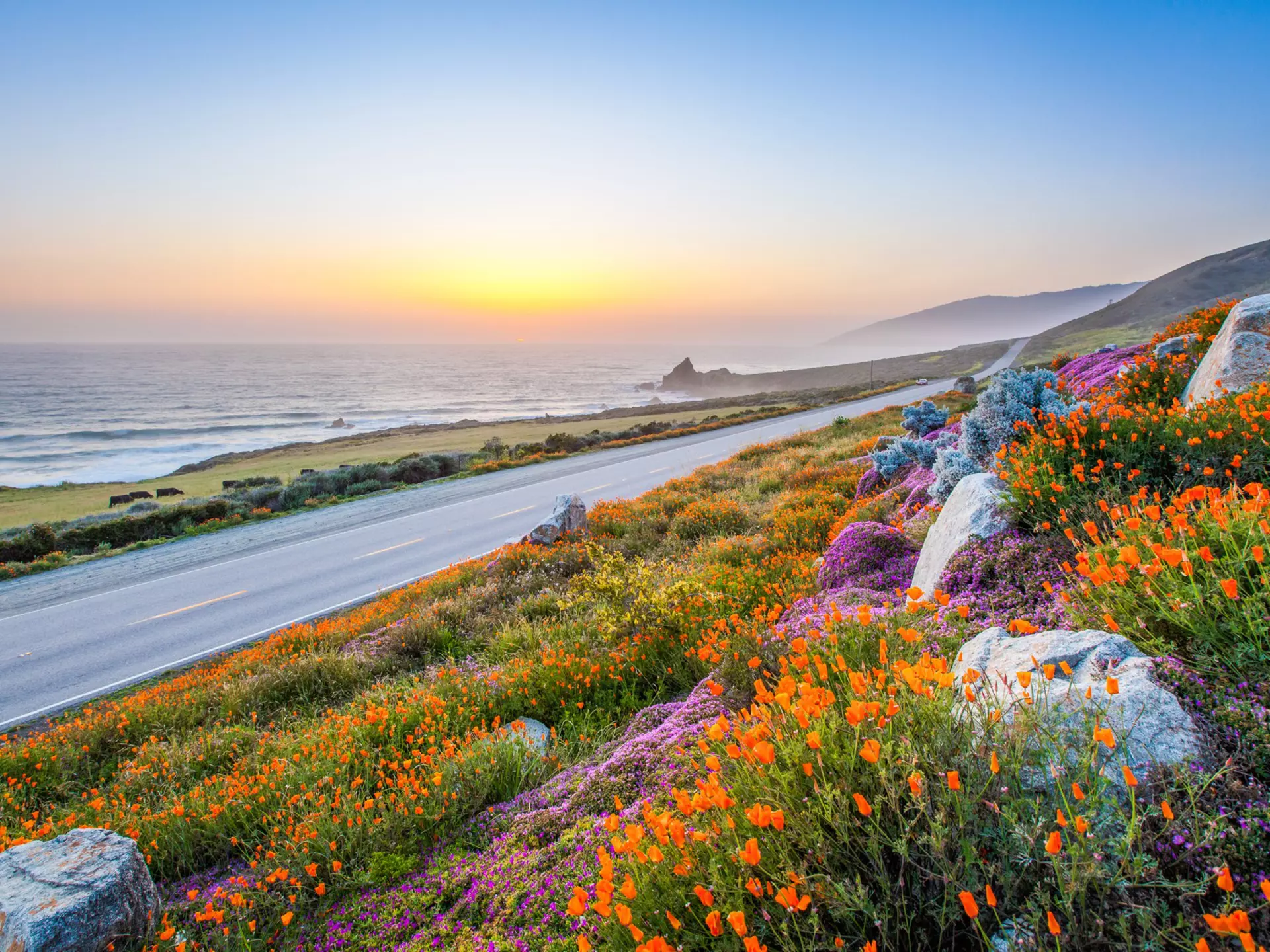 Coastline on Highway 1 near Big Sur.
poppy, landscape, sunset, spring, nature, flower, travel, blue, coast, coastline, ocean, vacation, highway, road, summer, beautiful, orange, view, romantic, usa, california, vivid, wave, seascape, waterfall, america, photography, violet, dramatic, colorful, dusk, wild, environment, bloom, turquoise, pacific, tropical, big sur, coastal, 1, west coast, secluded