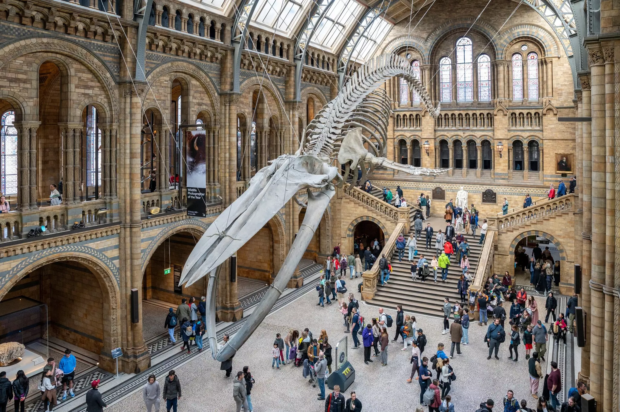 The blue whale skeleton in the Natural History Museum, London, England.