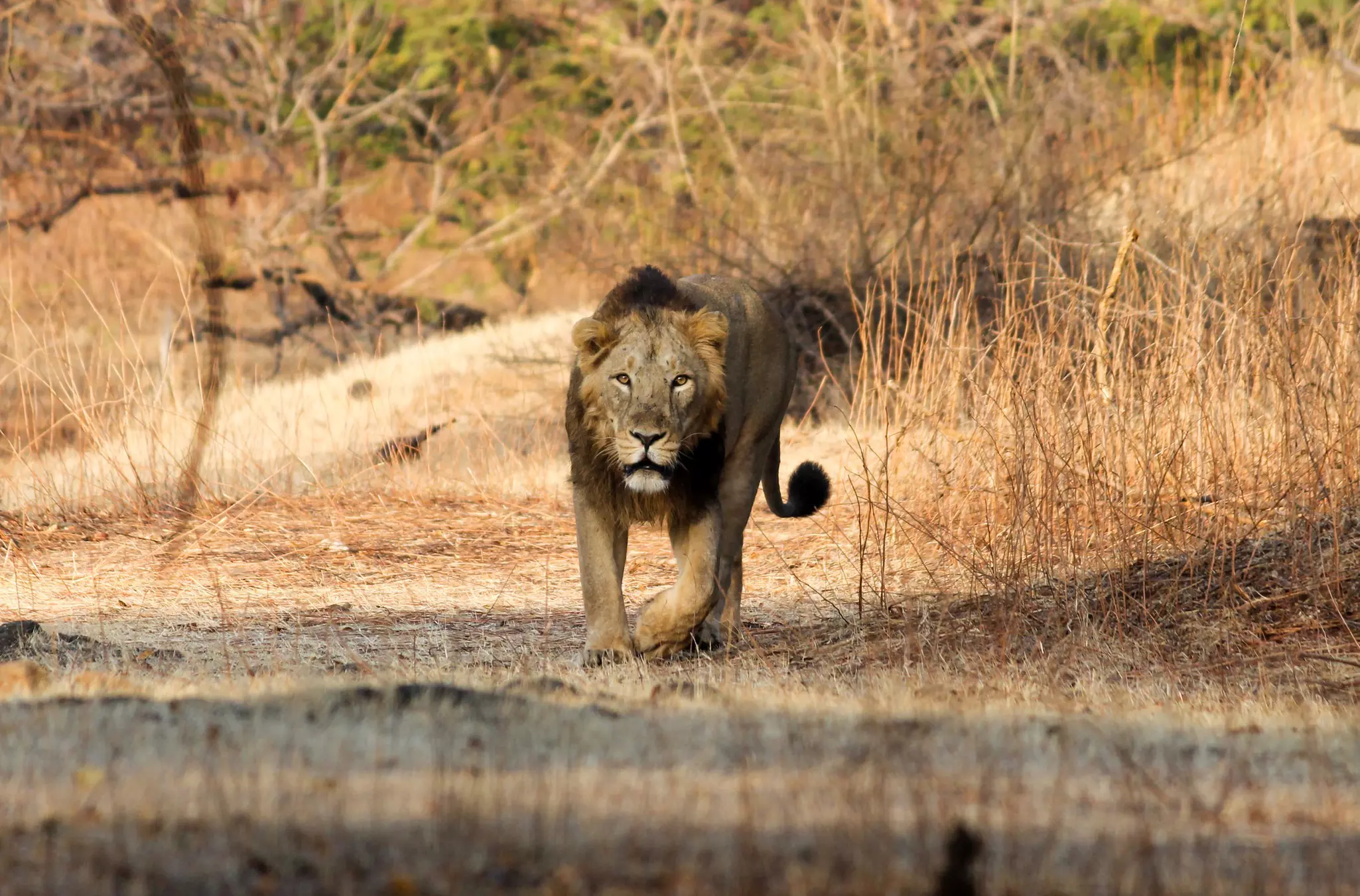 A male Asiatic lion looks directly into the camera in a parched landscape.