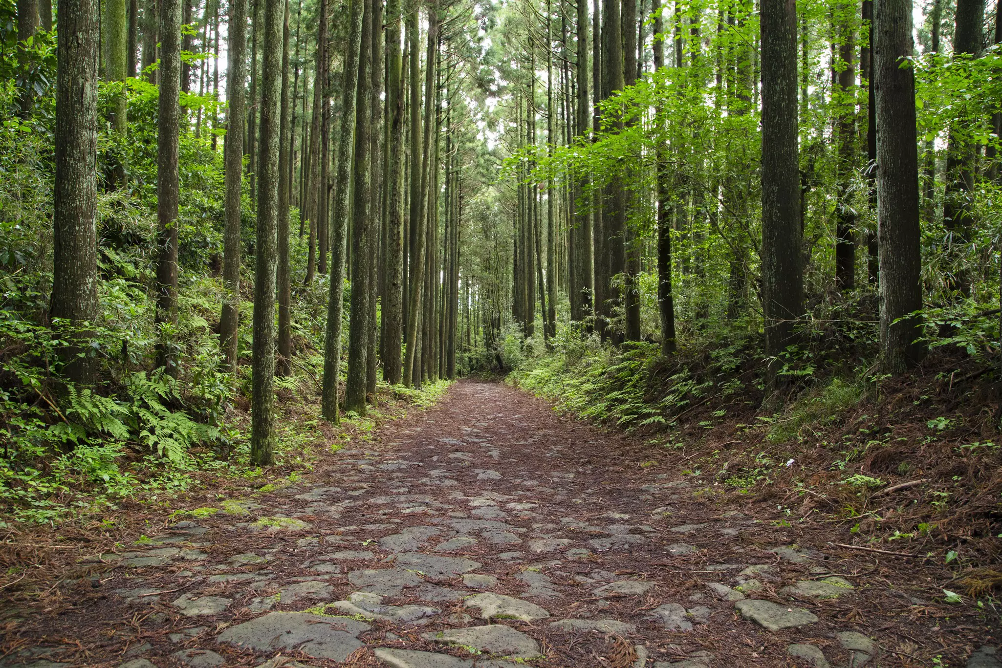 Trees flank the ancient stones of the Tokaido Road in Hakone, Japan.