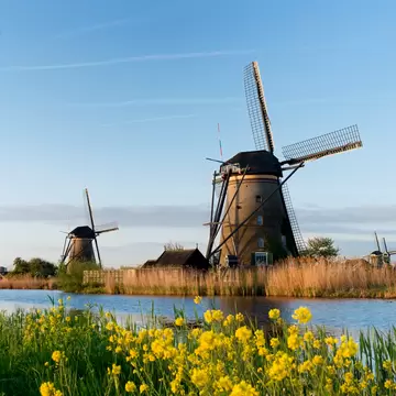 View of a windmill landscape at Kinderdijk in the Netherlands in springtime, with yellow flowers in the foreground.