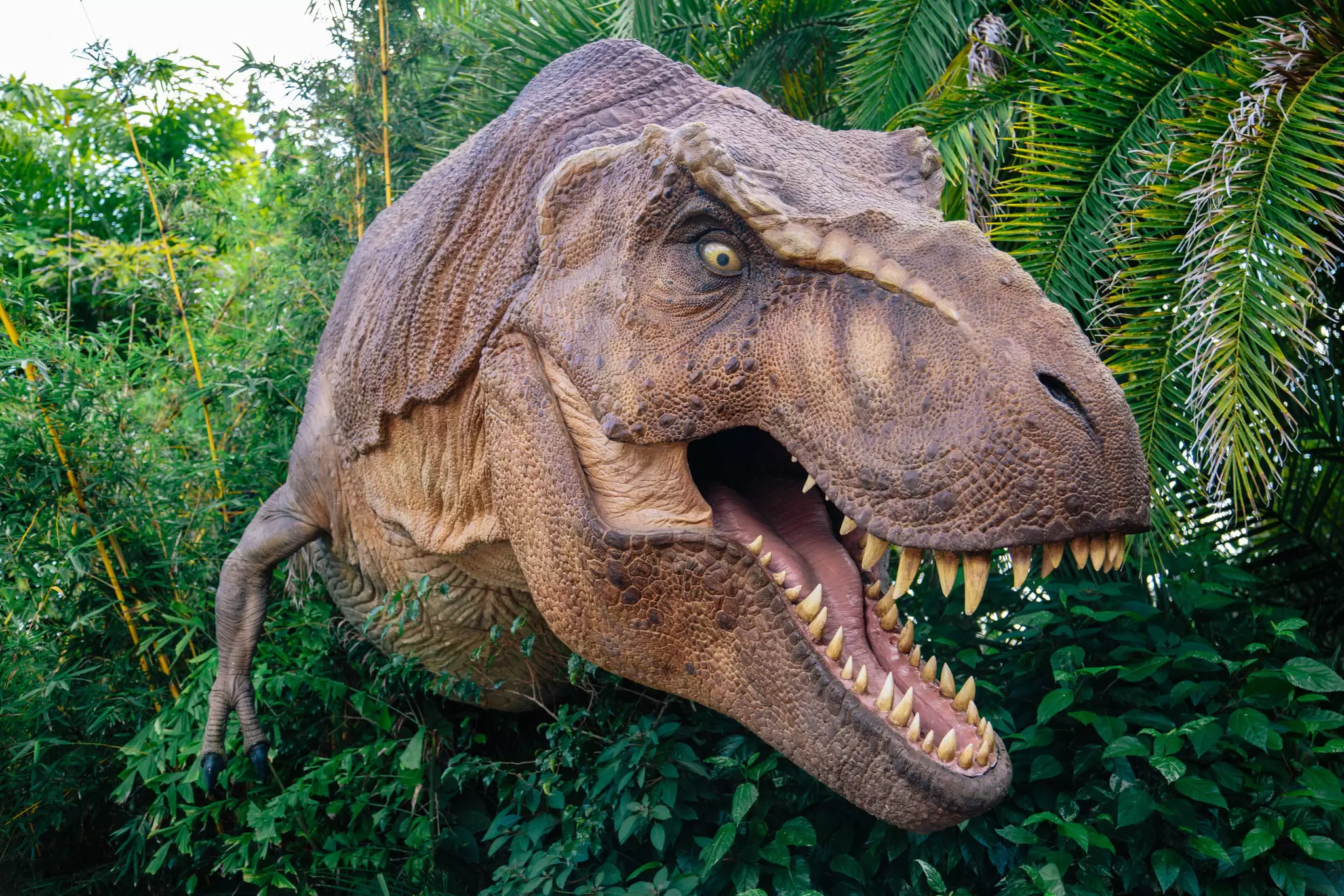 ORLANDO, FLORIDA NOVEMBER 6th: A T-Rex stands between the bushes with his mouth open showing his teeth in theme park Universal Orlando, Islands of Adventure
271633463
outdoor, orlando, universal, island, adventure, decoration, leisure, usa, fun, park, ride, movie, dinosaurs, studios, sign, attraction, carnivore, scenery, entrance, monster, teeth, recreation, area, entertainment, angry, famous, amusement, architecture, film, evil, beauty, jurassic, theme, tourism, florida, vacation, giant, t-rex, jura, tyranosaurus, islands, of, rex
