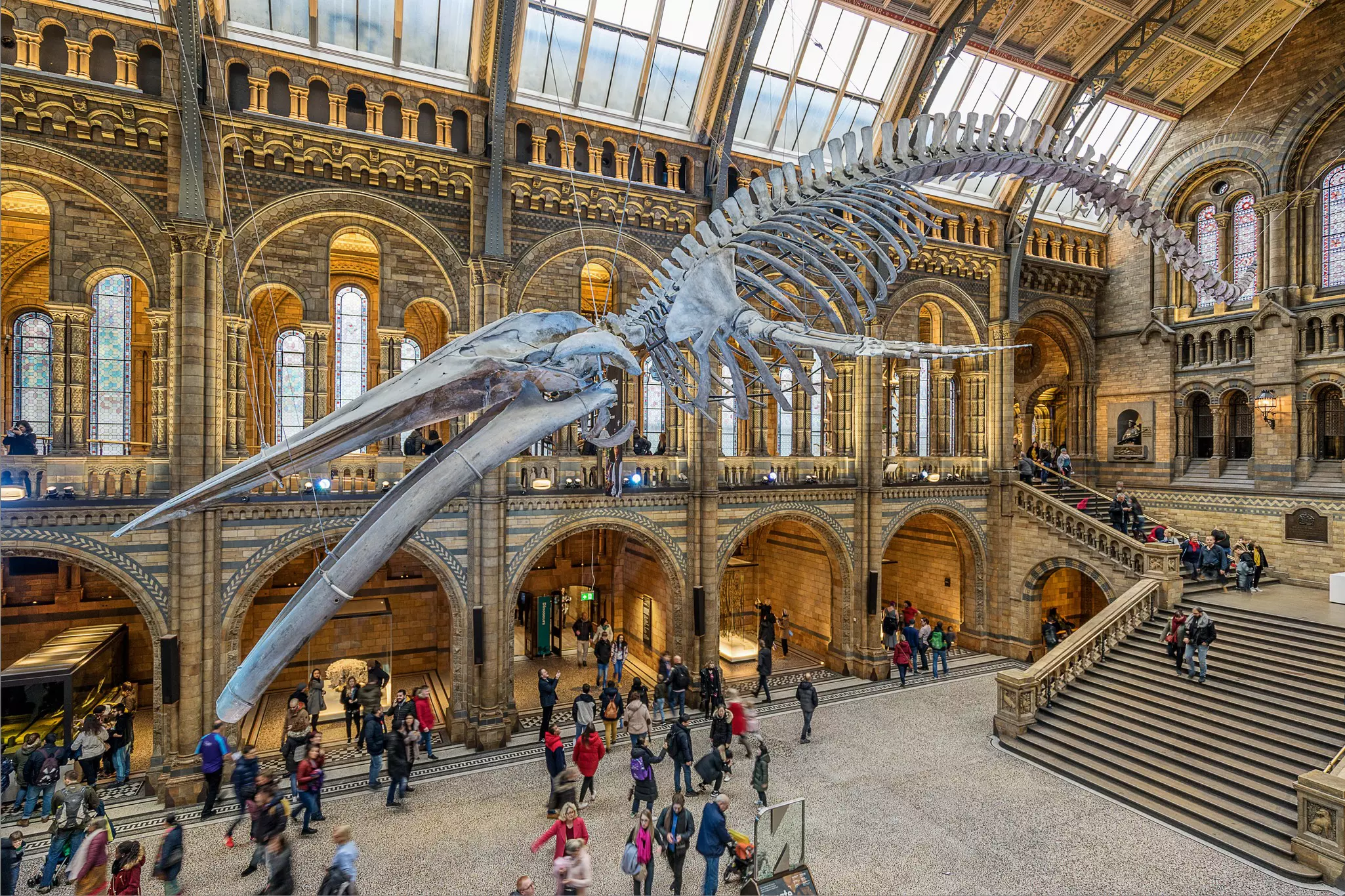 A huge skeleton of a blue whale hangs suspended from the ceiling in a vast entry hall to a Victorian exhibition space. People wander below it