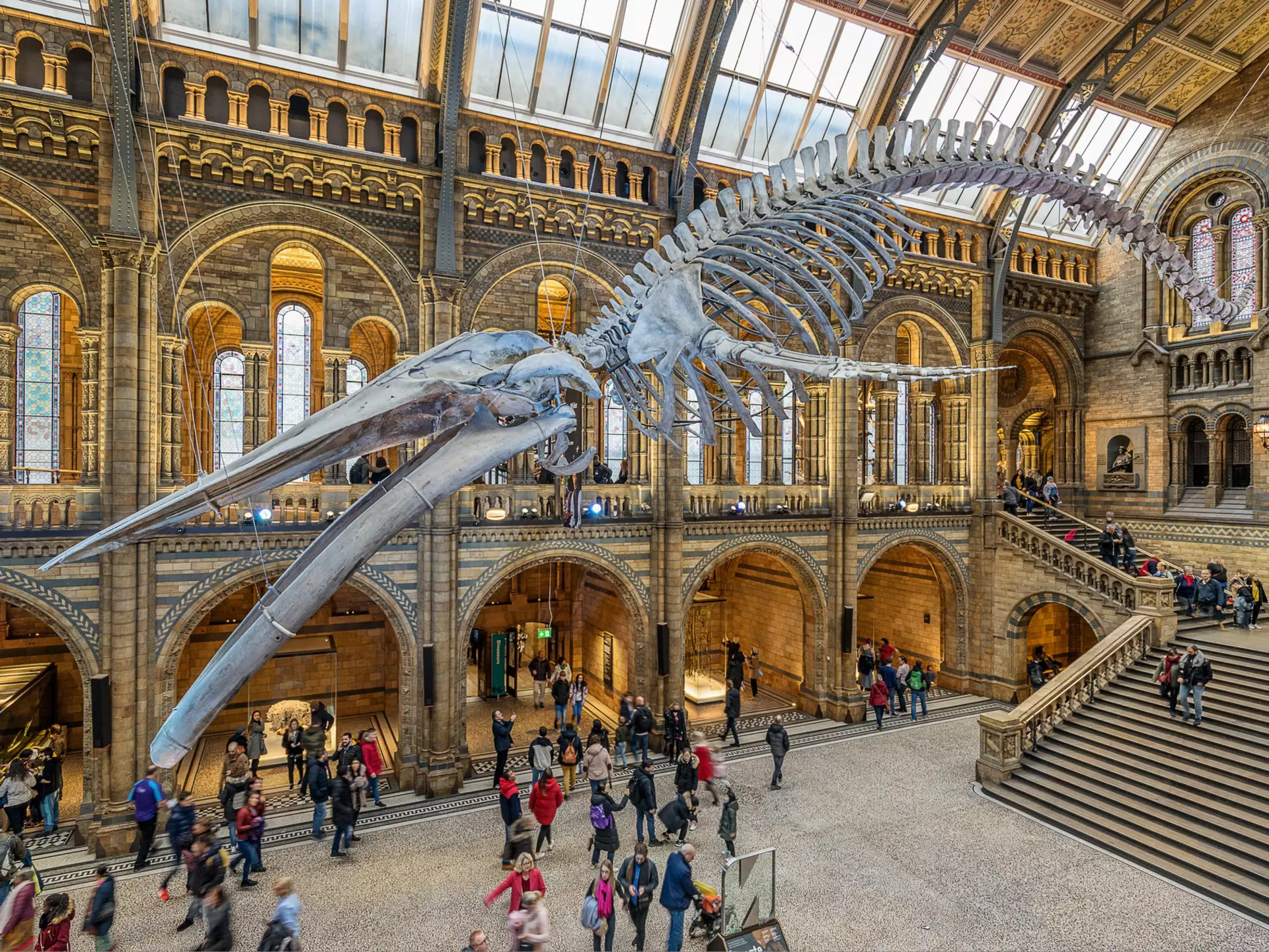 The skeleton of a whale is suspended from the ceiling in a large museum hall with people moving around under it.