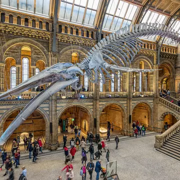 The skeleton of a whale is suspended from the ceiling in a large museum hall with people moving around under it.