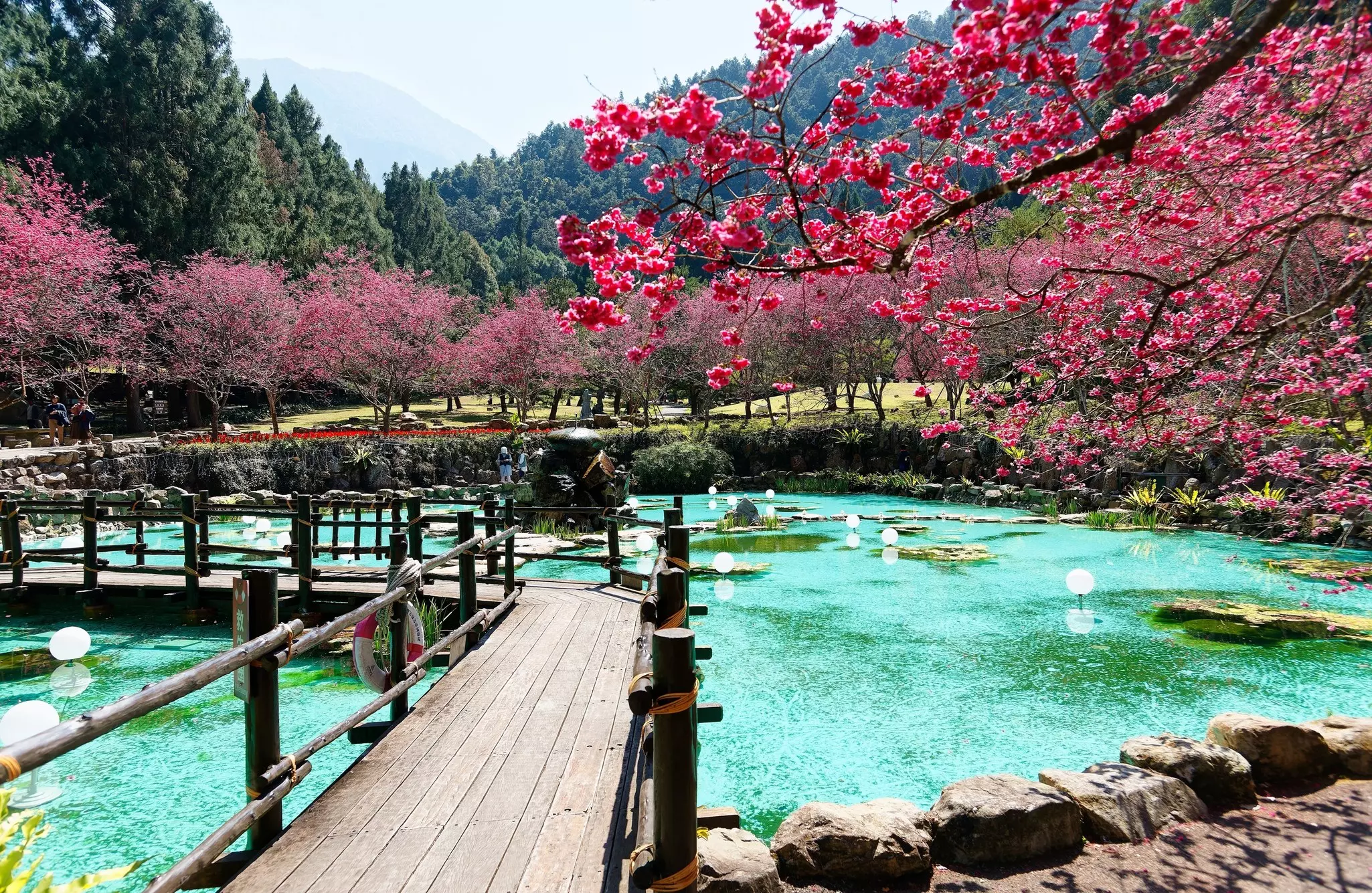 A wooden boardwalk over a series of ponds surrounded by cherry trees in bloom with pink blossom 