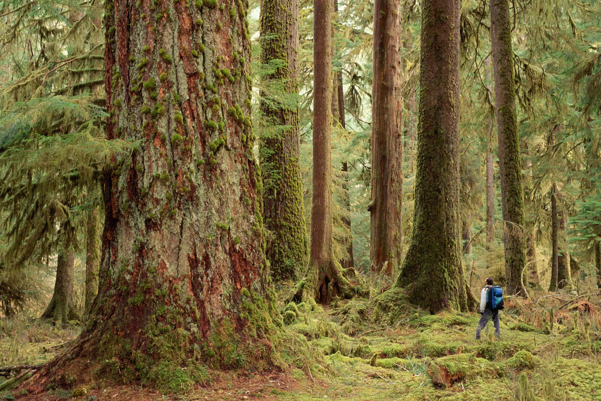 A hiker stands in a rainforest, dwarfed by the tall and wide tree trunks that surround him.