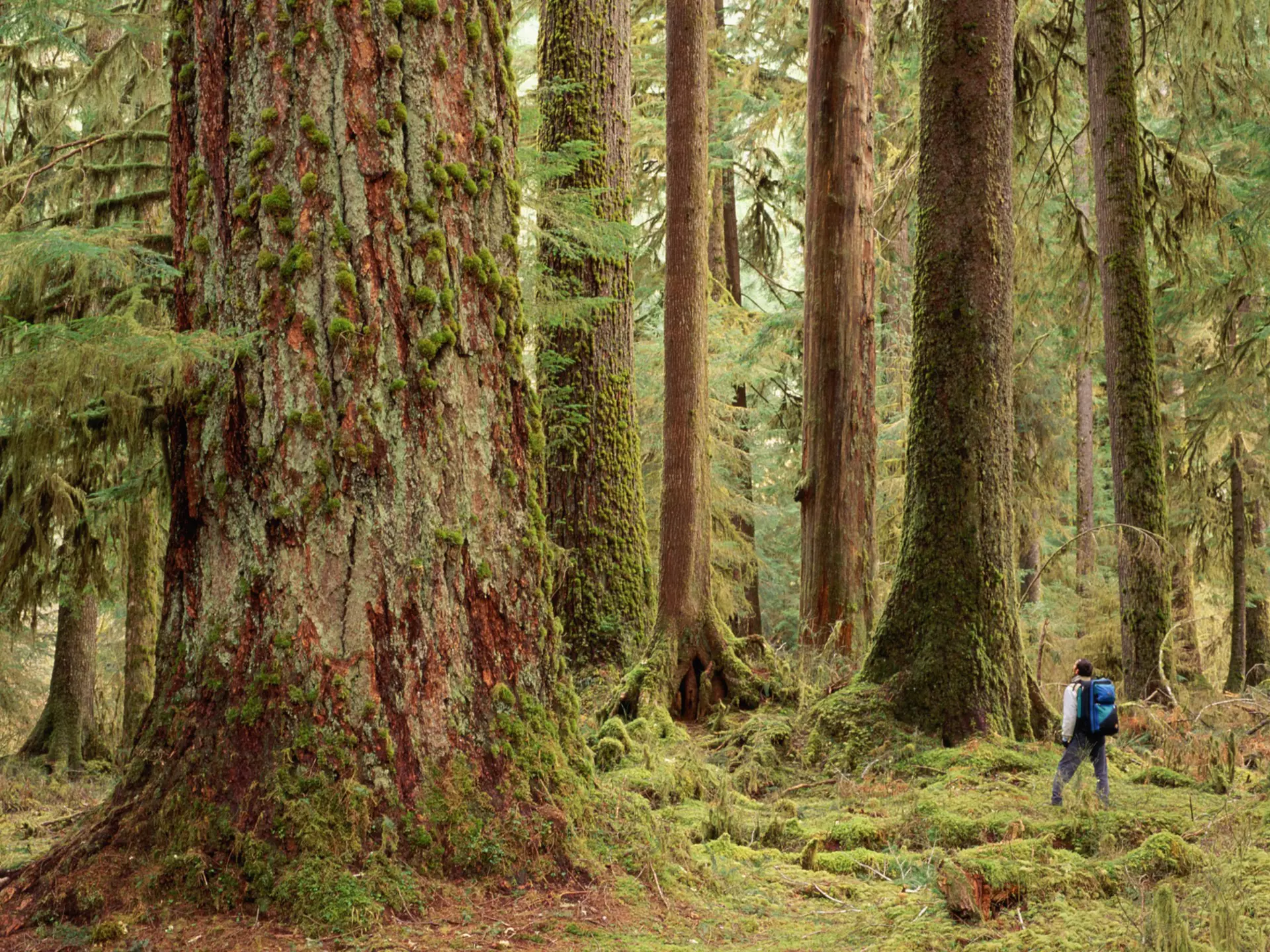 A hiker stands in a rainforest, dwarfed by the tall and wide tree trunks that surround him.