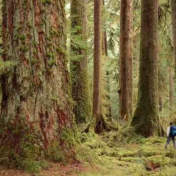 A hiker stands in a rainforest, dwarfed by the tall and wide tree trunks that surround him.