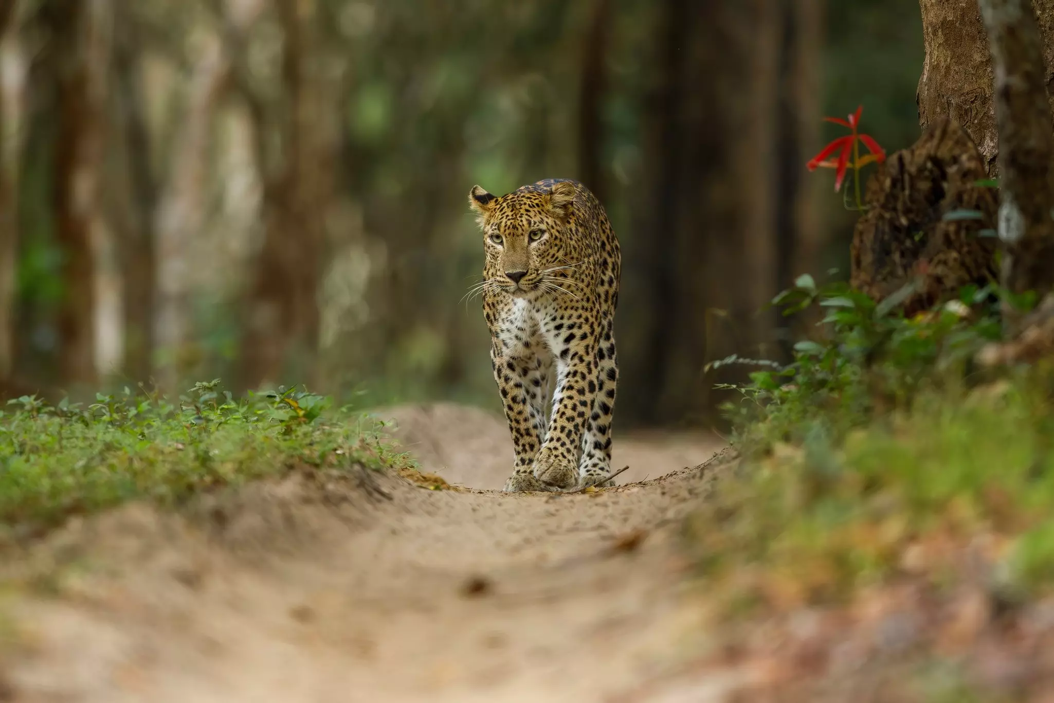 A spotted large cat walks down a dirt path in jungle, Wilpattu National Park, Sri Lanka.