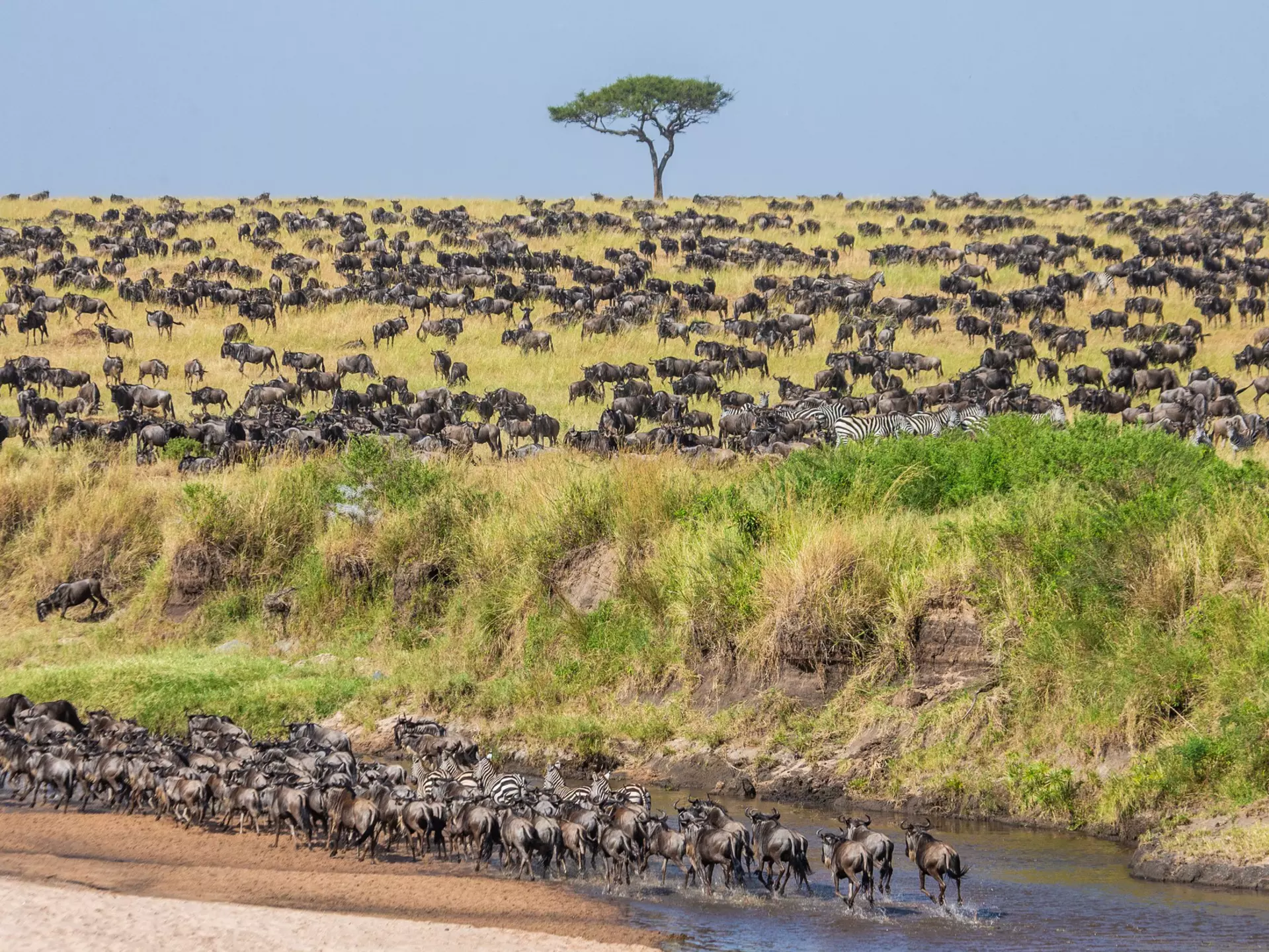 Masai Mara National Reserve. Gudkov Andrey/Shutterstock