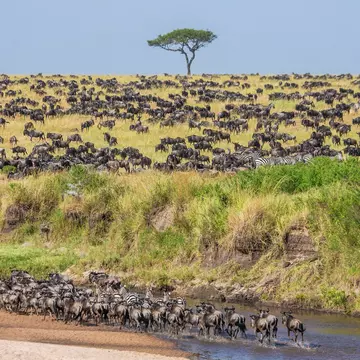 Masai Mara National Reserve. Gudkov Andrey/Shutterstock