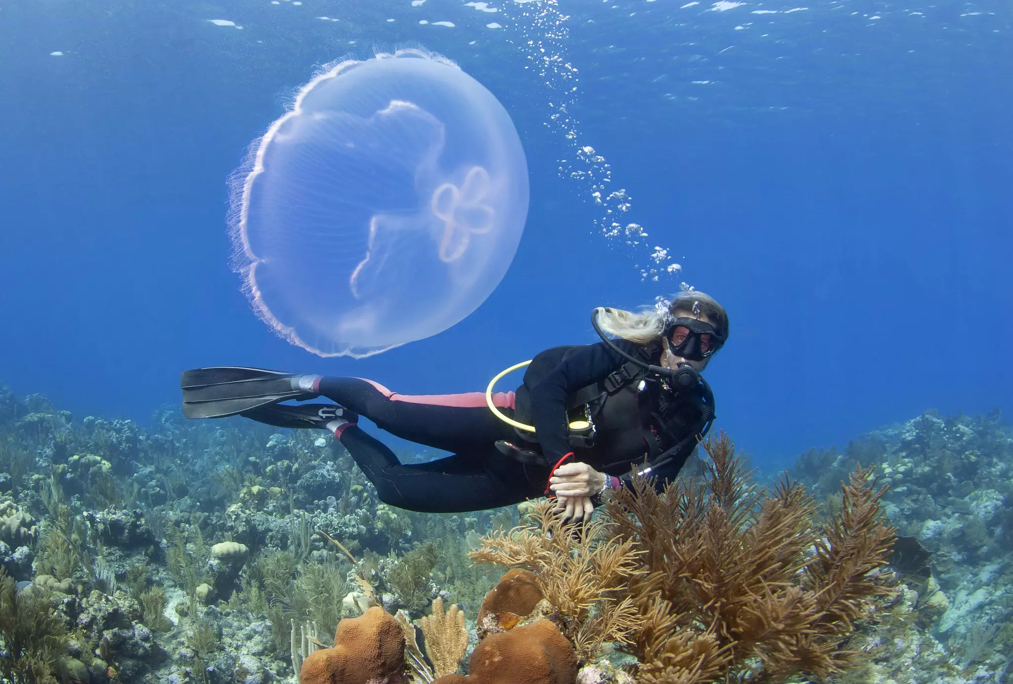 Scuba diving in Roatan