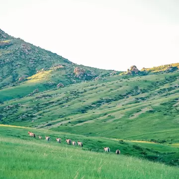 Khustain Nuruu National Park also known as Hustain National Park is a declared protected area and home to the reintroduced Takhi Horse or Przewalski’ Horse.
