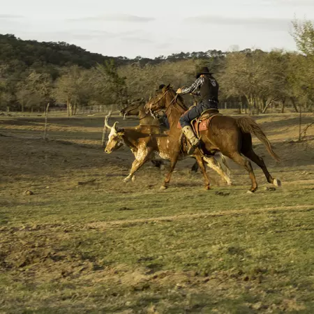 Wrangler herding longhorn cattle on Dixie Dude Ranch in Bandera, Texas.