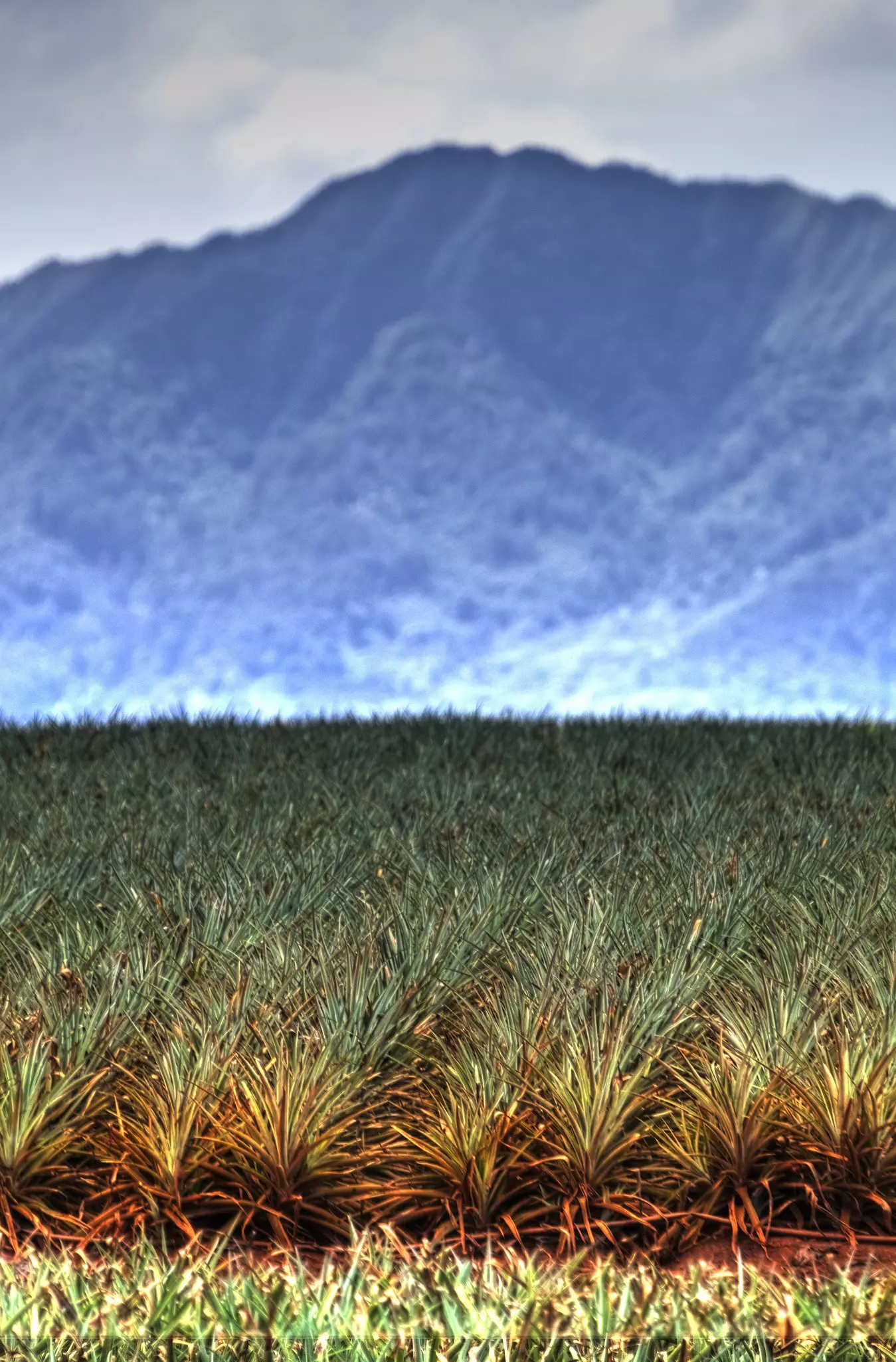 Thousands of spiky pineapple plants fill a valley in front of a large mountain, one of O‘ahu’s highlights