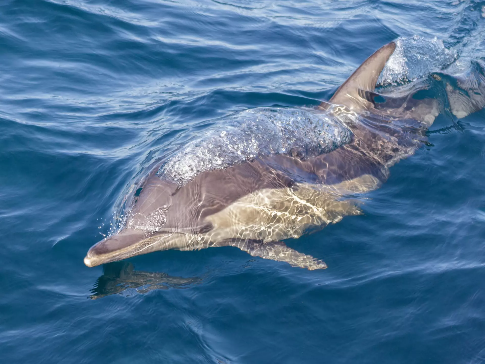 Common Dolphin (Delphinus delphis) blowing bubbles alongside a whale watch boat in Port Stephens.
1146743324
animal, australia, background, blowing, blue, bubbles, common, delphinus delphis, dolphin, fin, flipper, mammal, marine, nature, nsw, ocean, port stephens, sea, summer, swimming, watch, water, whale, wild, wildlife