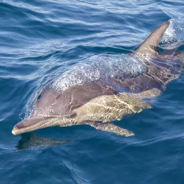 Common Dolphin (Delphinus delphis) blowing bubbles alongside a whale watch boat in Port Stephens.
1146743324
animal, australia, background, blowing, blue, bubbles, common, delphinus delphis, dolphin, fin, flipper, mammal, marine, nature, nsw, ocean, port stephens, sea, summer, swimming, watch, water, whale, wild, wildlife