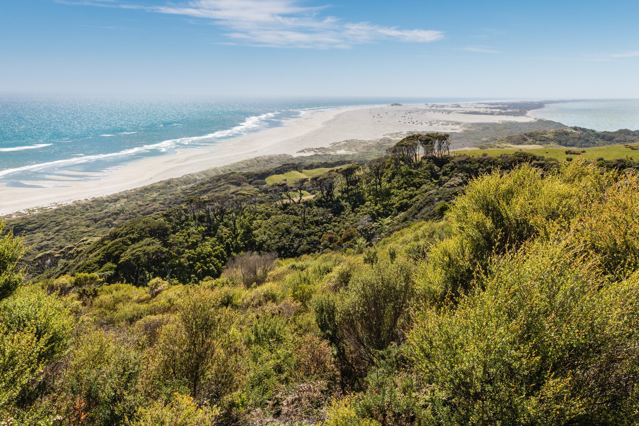 manuka bush growing on sand dunes at Farewell Spit in Golden Bay, New Zealand
