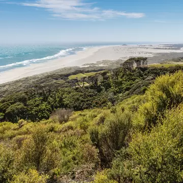 manuka bush growing on sand dunes at Farewell Spit in Golden Bay, New Zealand