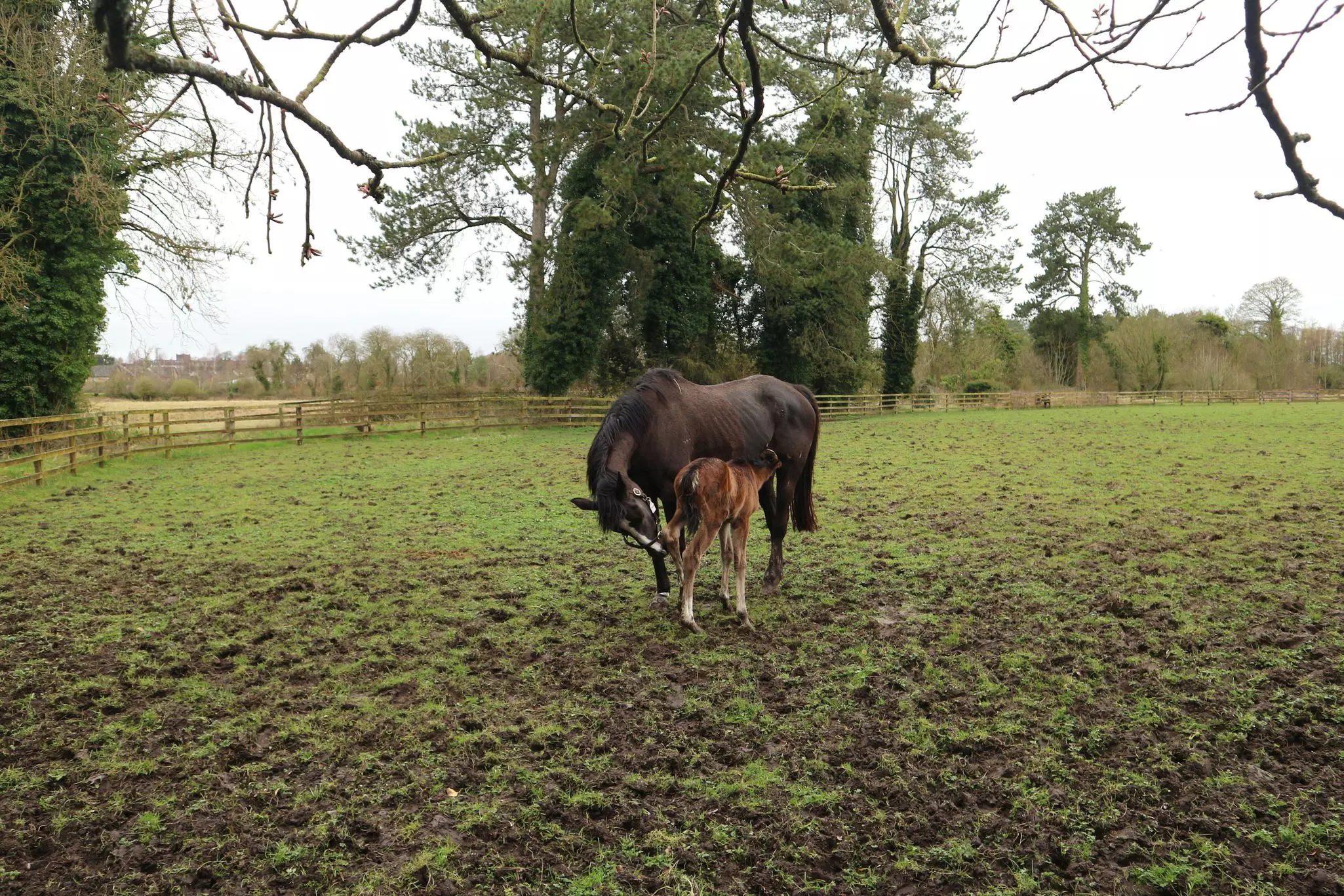 See Irish thoroughbred horses at the Irish National Stud & Gardens in Kildare © Brekke Fletcher / Lonely Planet