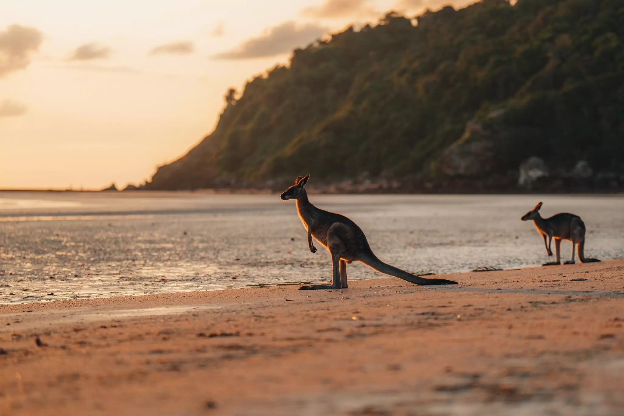 Two kangaroos on a sandy beach with blurred water in the background.