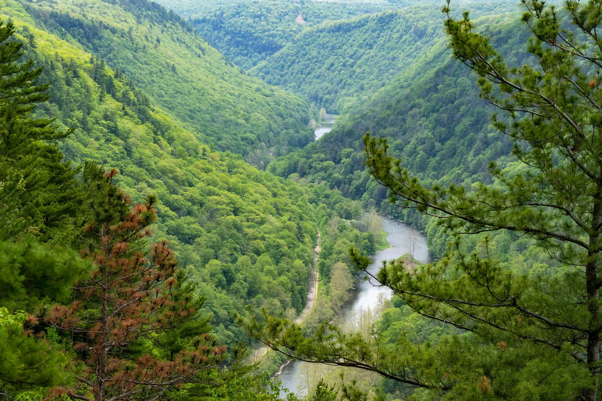 Pine Creek Gorge in the springtime