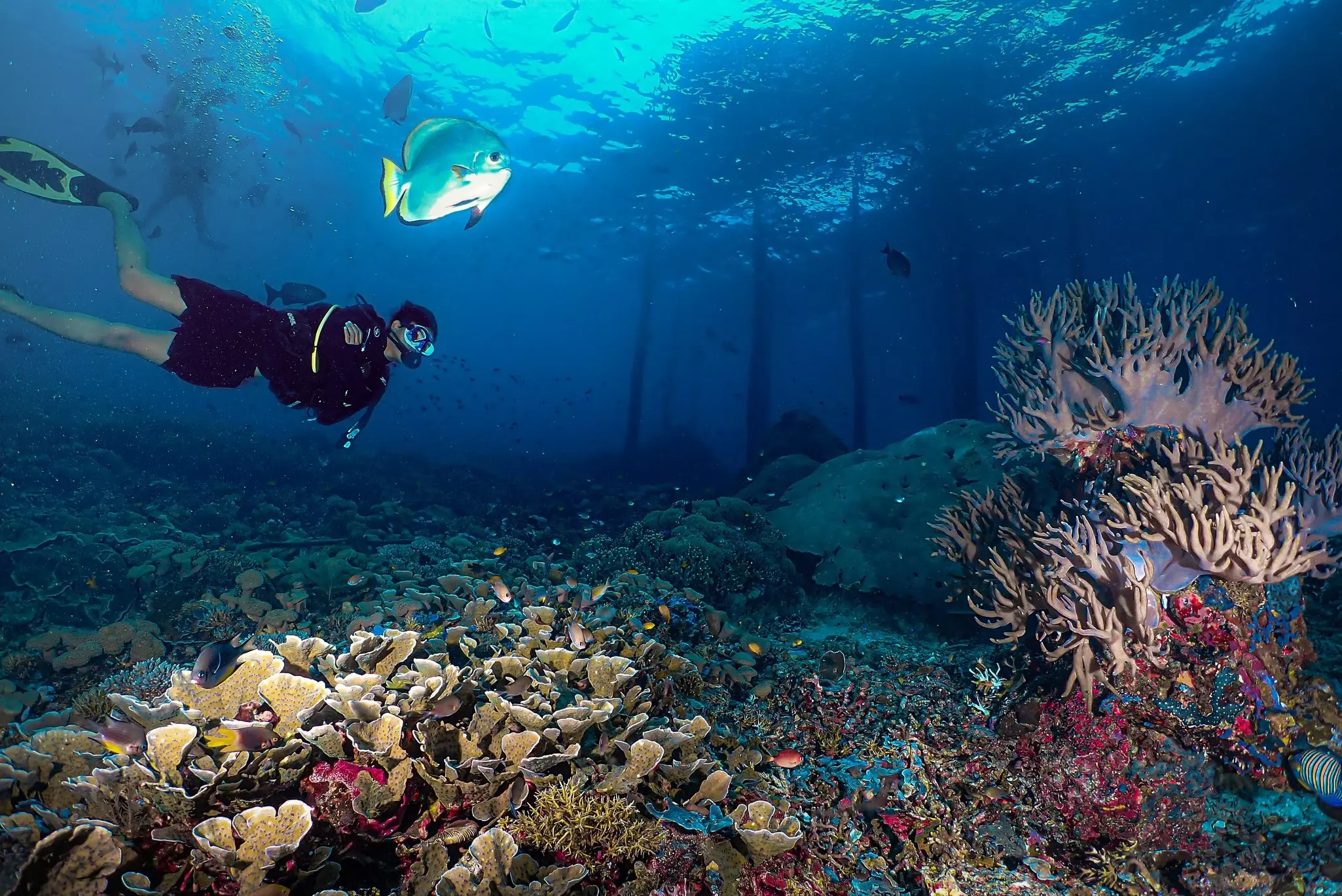 A diver exploring the vibrant coral reefs of Sauwandarek, Raja Ampat, Indonesia.
