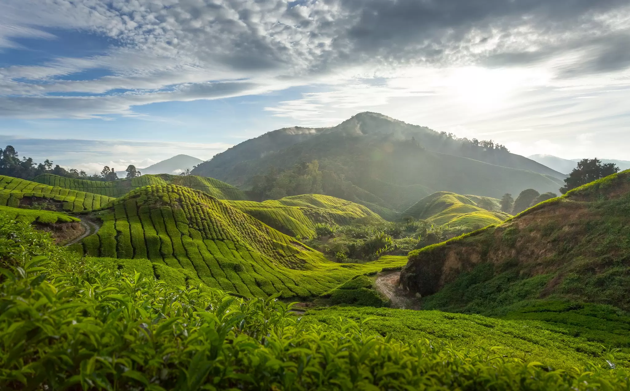 Tea plantation in the Cameron Highland. SimonLong / Getty Images