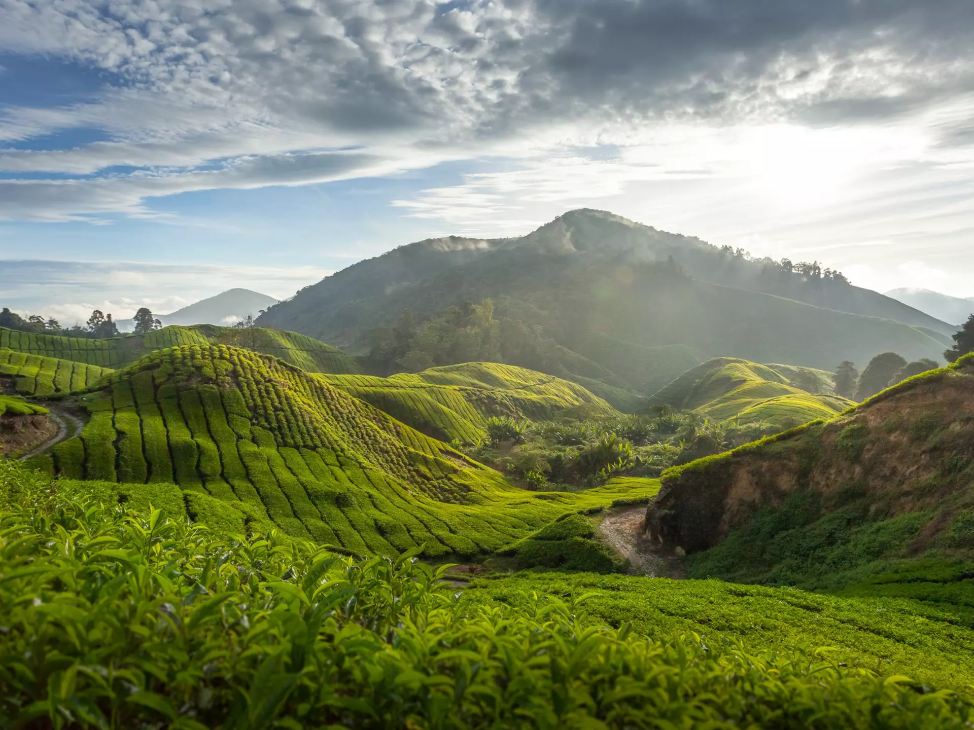Tea plantation in the Cameron Highland. SimonLong / Getty Images