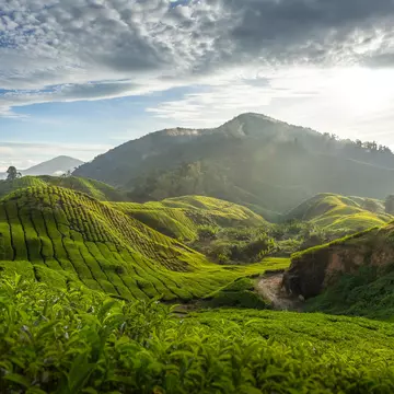 Tea plantation in the Cameron Highland. SimonLong / Getty Images