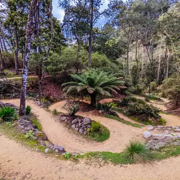  Axehead trail at the popular and Blue Derby mountain bike trail network during springtime in Derby, Tasmania, Australia.