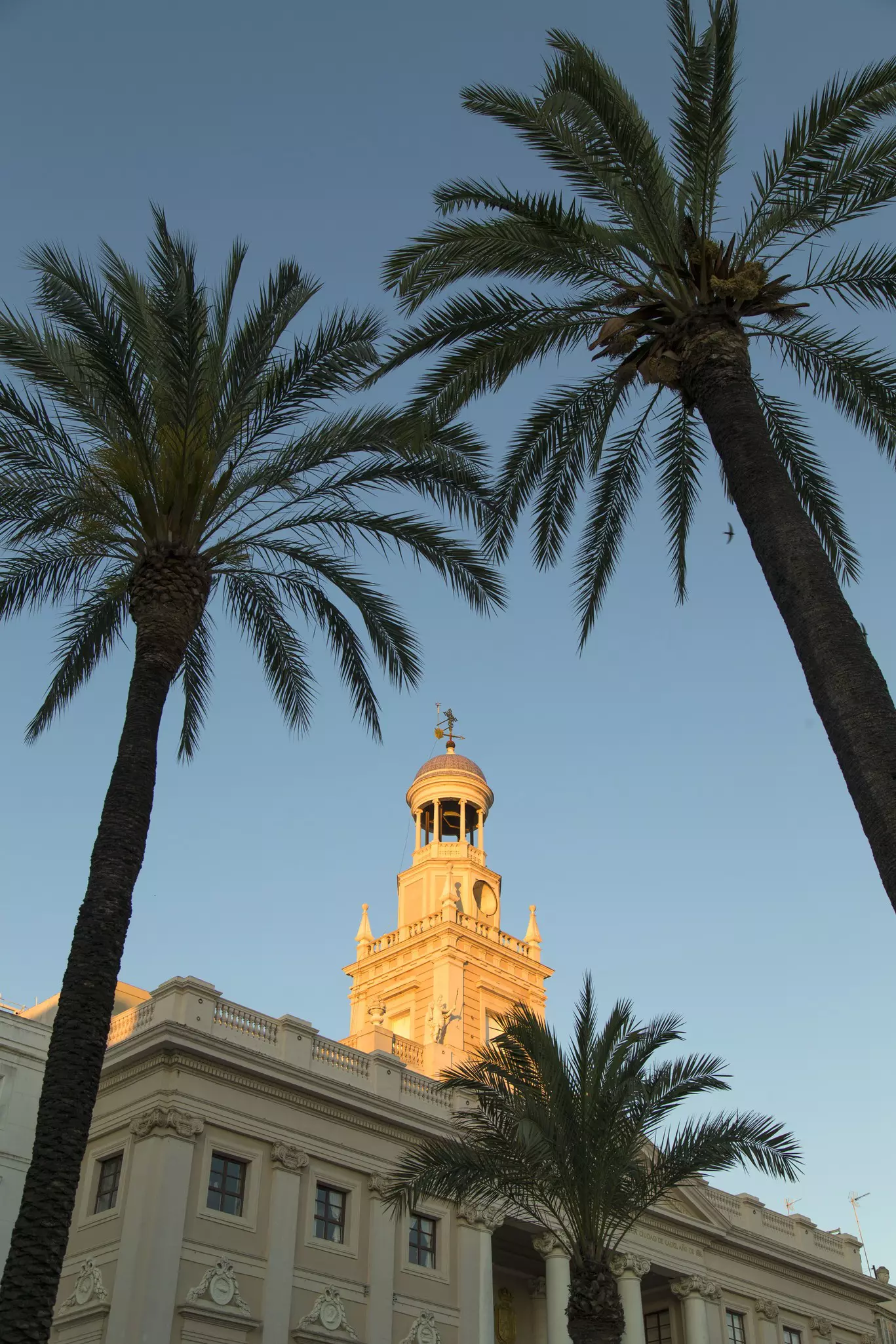 The Neoclassical Ayuntamiento (town hall) of Cádiz bordered by palm trees with its turret illuminated by sunlight.