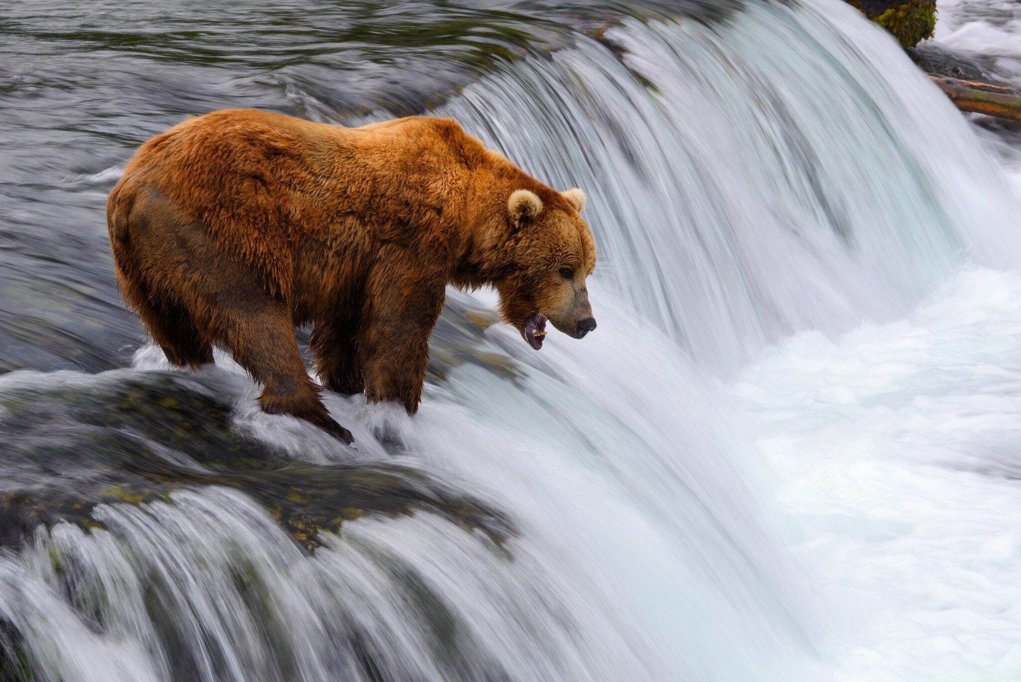 An Alaskan brown bear waiting to catch salmon at a waterfall.