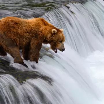 An Alaskan brown bear waiting to catch salmon at a waterfall.