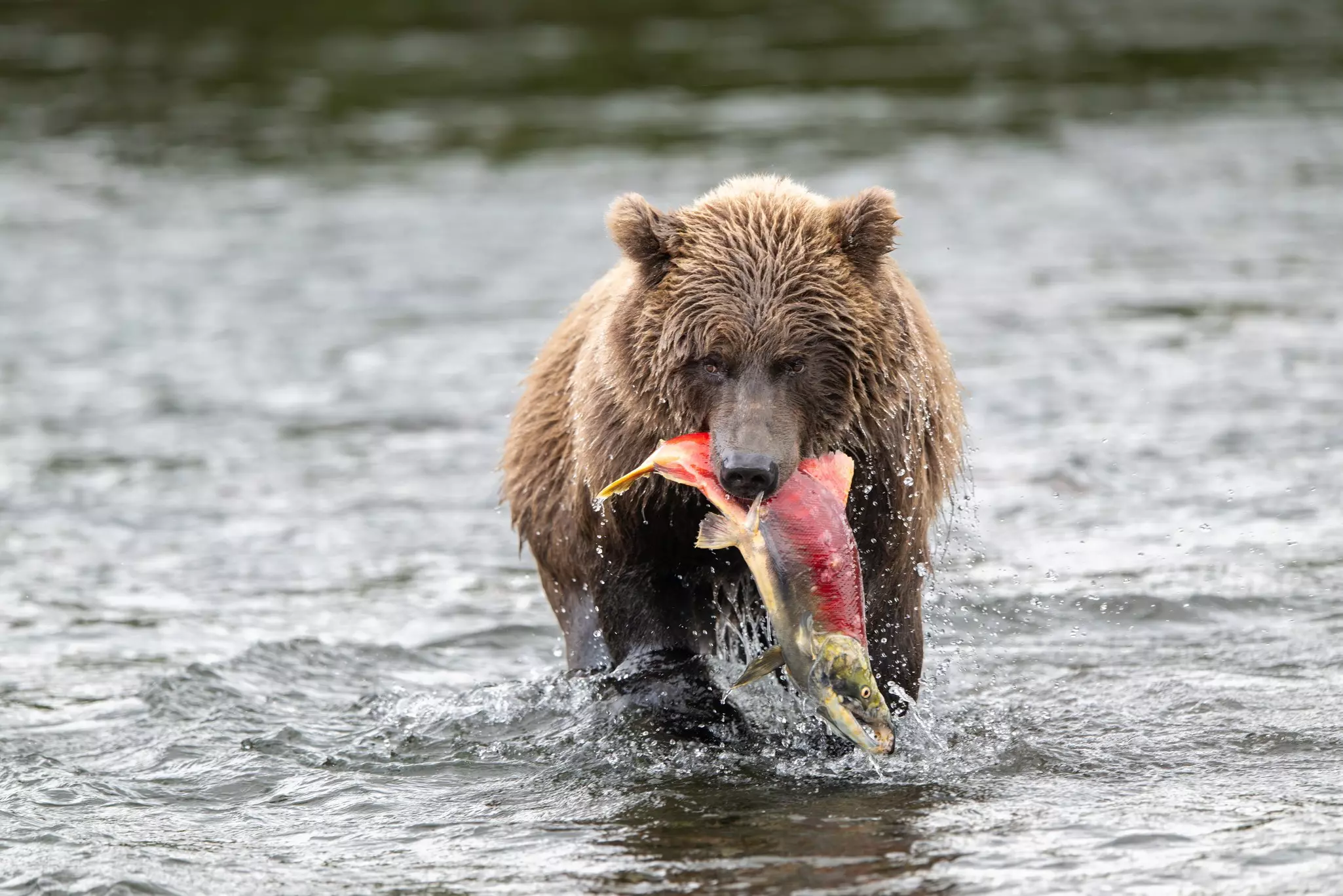 A bear stands in a river with a salmon in its mouth.