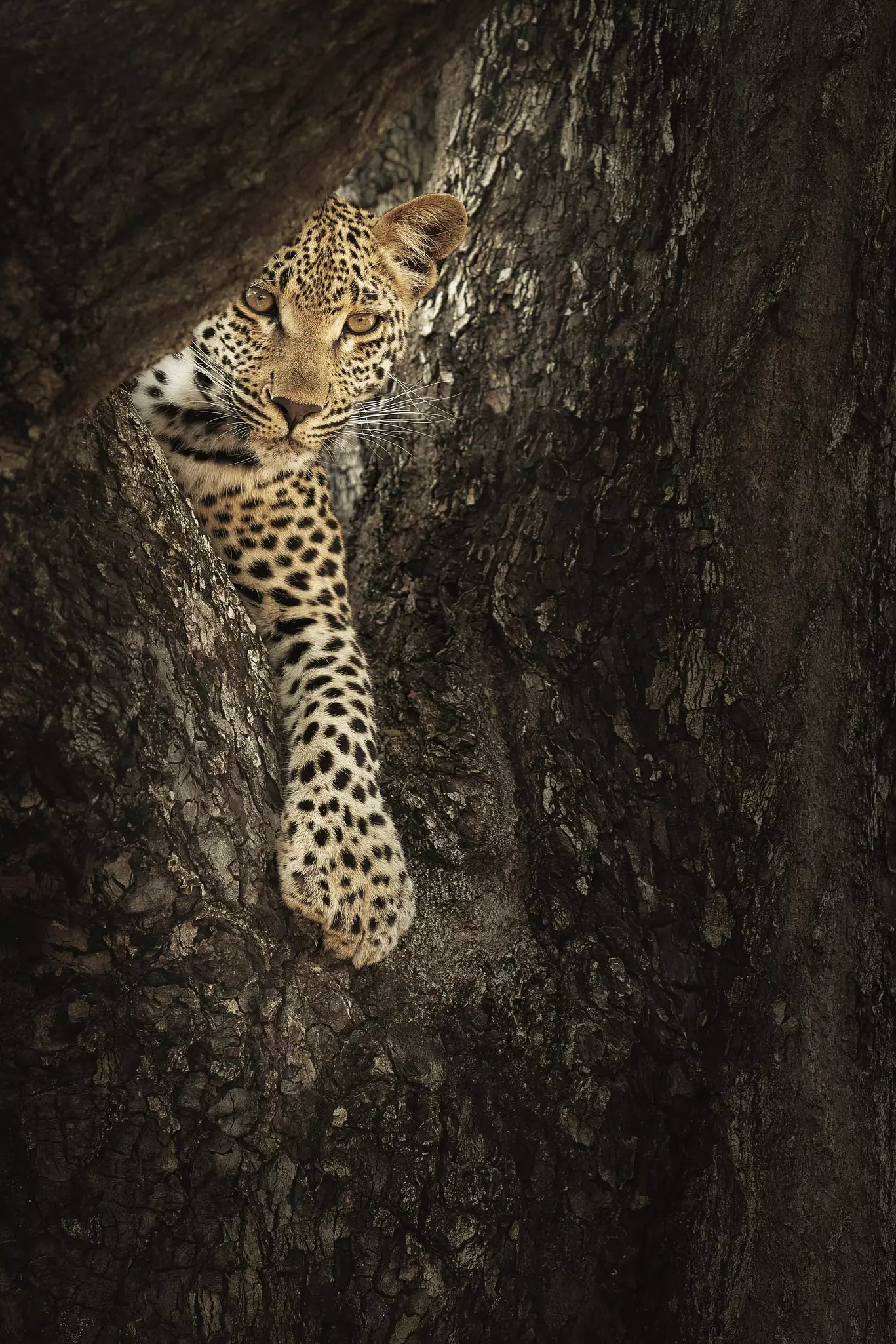 A female leopard cub peers out from between the branches of a tree.