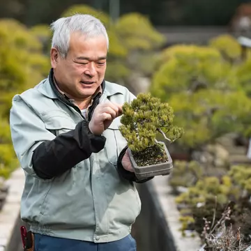 Bonsai is one of the traditional art forms you'll find in Kagawa, where master growers have been working on cultivating these plants for a long time © Trevor Williams / Getty Images