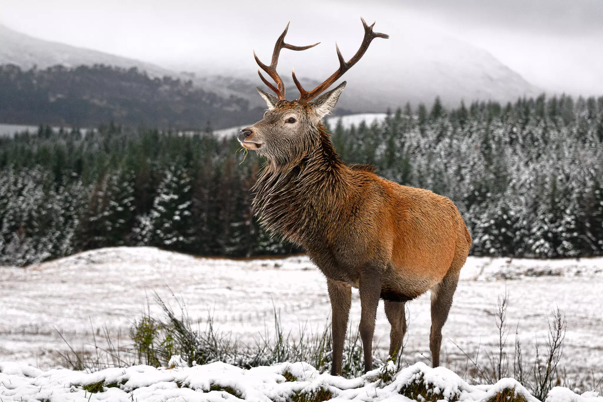 Red deer on a snowy meadow in Loch Lomond & The Trossachs National Park, Scotland.