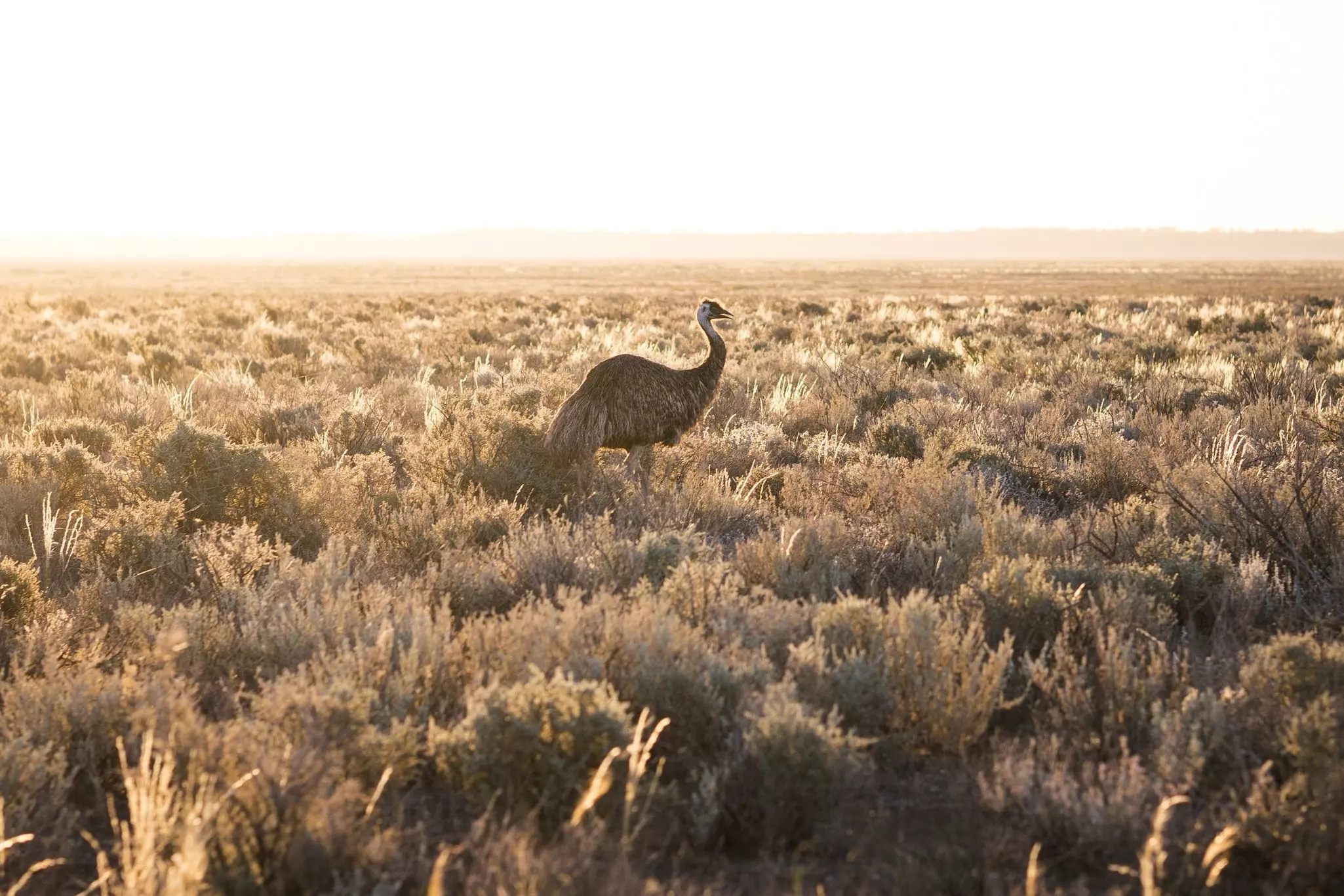 Emu stands in a brush field while the sun sets