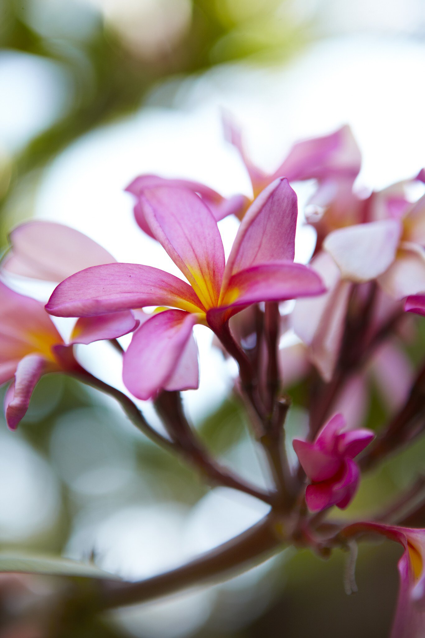 Frangipani flowers on Manukan Island.