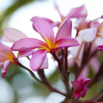 Frangipani flowers on Manukan Island.