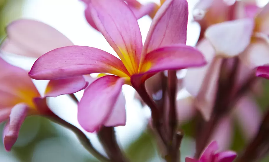 Frangipani flowers on Manukan Island.
