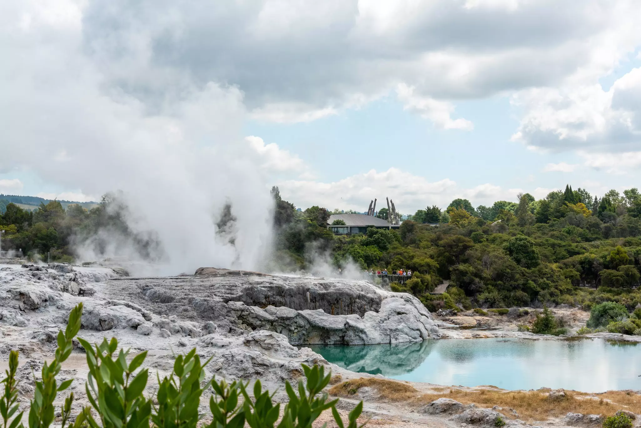 Geothermal field with Geyser at Whakarewarewa village, North Island of New Zealand